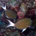 Chromis pembae (Pembachromis)